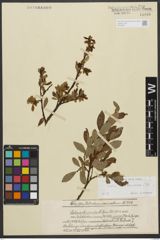 Foto von Salix waldsteiniana Willd.